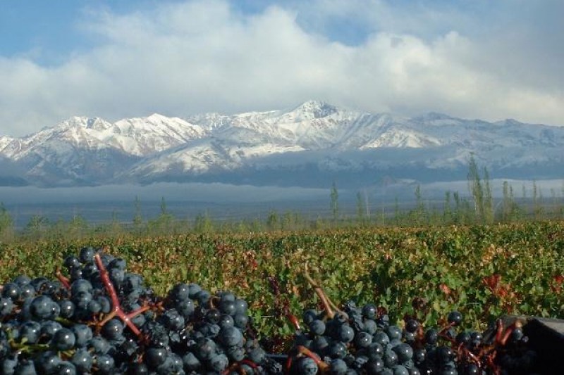 Dicas de Viagem Chile | Lugares Que Quero Conhecer Santiago Plantação Dicas de Viagem Chile | Lugares Que Quero Conhecer Santiago Plantação