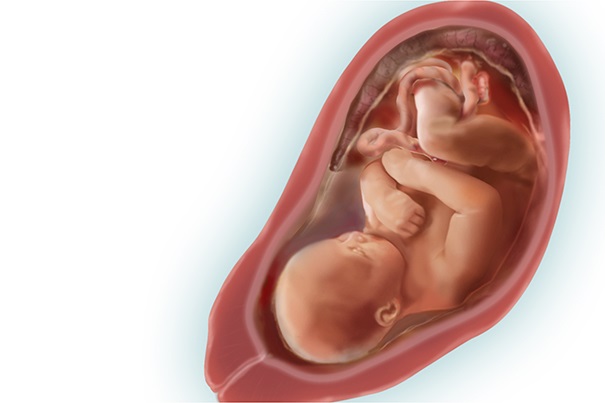 Blog Materno | 33 Semanas De Gestação